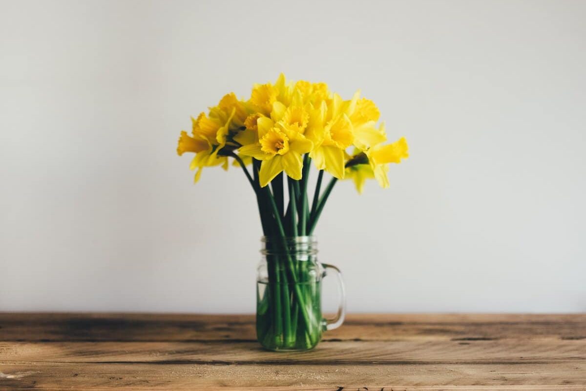 Spring-daffodils