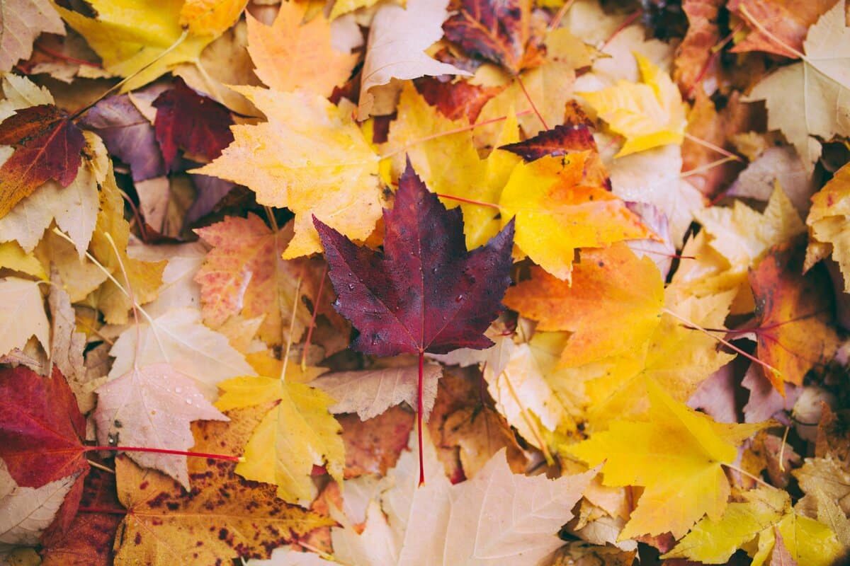 autumn